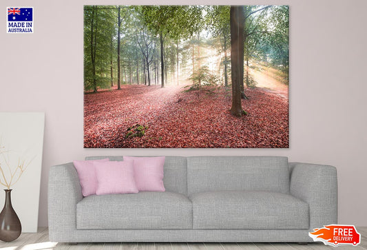 Autumn Leaves Filled Ground & Trees Photograph Print 100% Australian Made