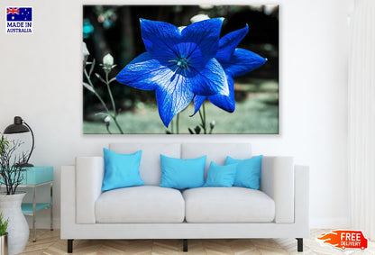 Blue Bellflower Flower Closeup Photograph Print 100% Australian Made