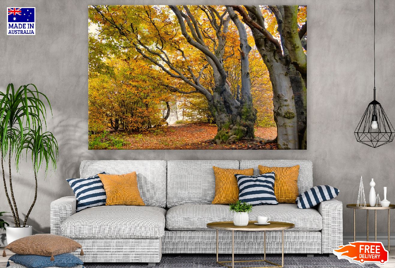 Old Trees During Autumn Photograph Print 100% Australian Made