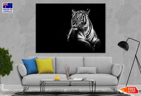 Tiger on Dark B&W Photograph Print 100% Australian Made