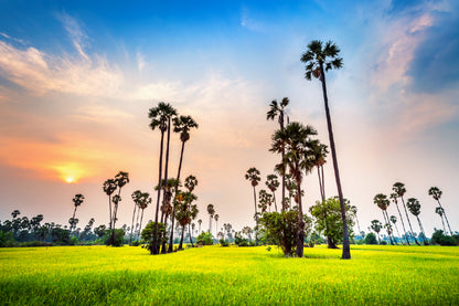 Palm Trees on Rice Field View Photograph Print 100% Australian Made