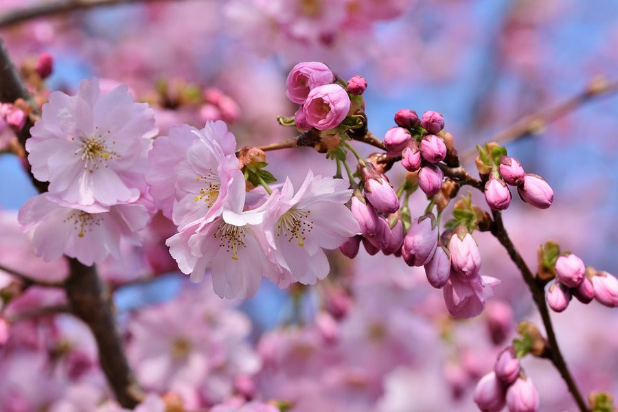 Pink Blossom Flowers Closeup Photograph Print 100% Australian Made