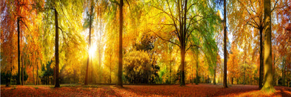 Panoramic Canvas Sunny Autumn Trees View Photograph High Quality 100% Australian Made Wall Canvas Print Ready to Hang