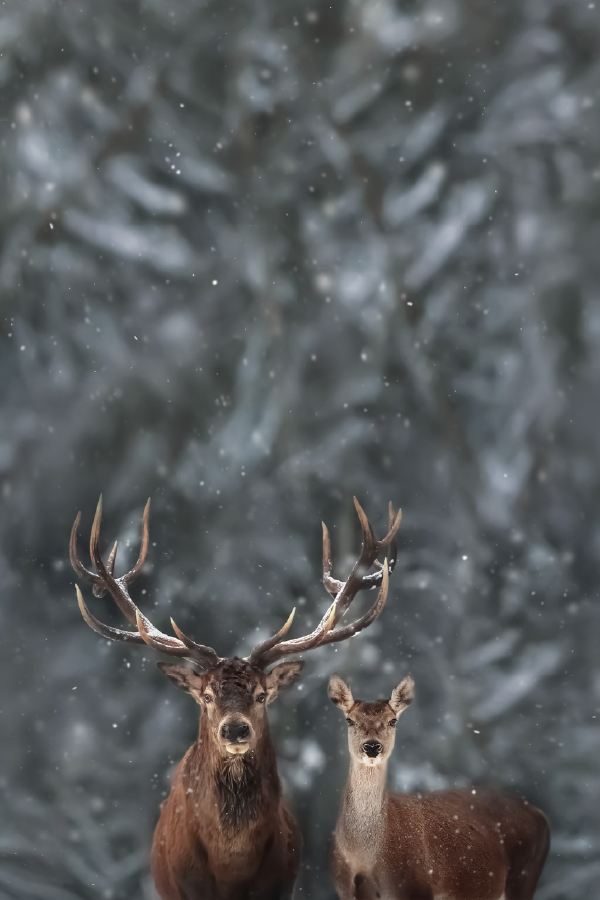 Deers In Forest & Winter View Photograph Print 100% Australian Made