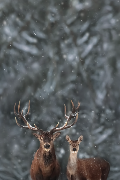 Deers In Forest & Winter View Photograph Print 100% Australian Made