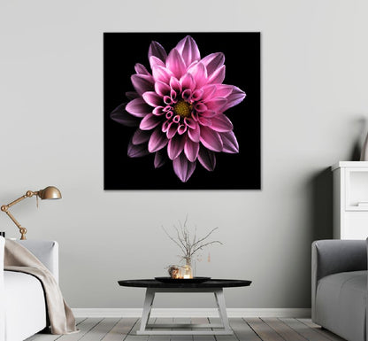 Square Canvas Dark Pink Dahlia on Dark View Photograph High Quality Print 100% Australian Made