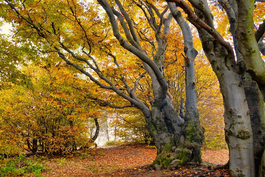 Old Trees During Autumn Photograph Print 100% Australian Made