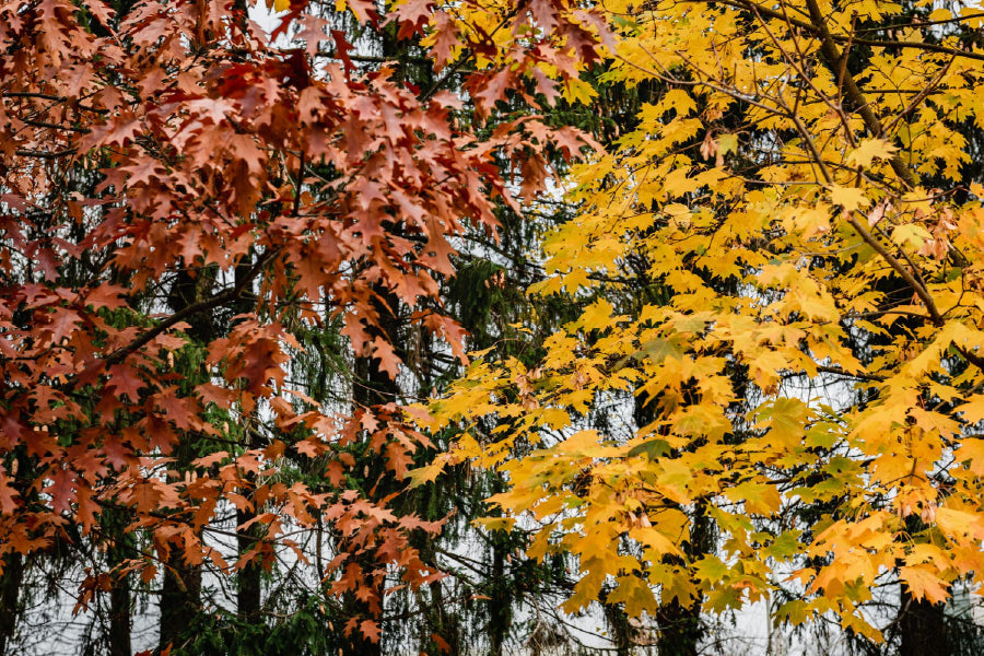Orange Yellow Autumn Leaves Trees View Photograph Home Decor Premium Quality Poster Print Choose Your Sizes