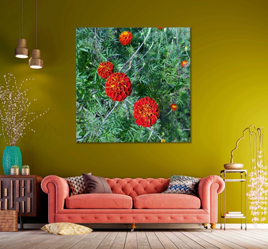 Square Canvas Red French Marigold Flowers Photograph High Quality Print 100% Australian Made