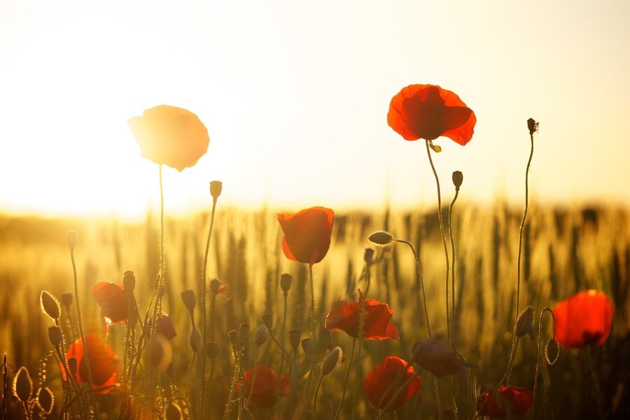 Red Poppy Flowers Sunset Photograph Print 100% Australian Made