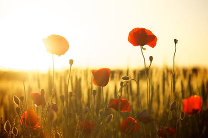 Red Poppy Flowers Sunset Photograph Print 100% Australian Made