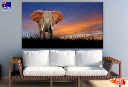 Elephant in Sunset Background Photograph Print 100% Australian Made