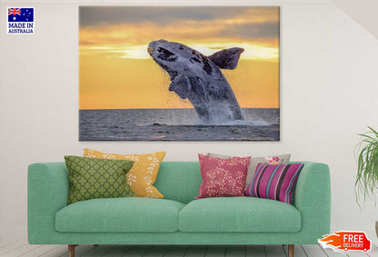 Humpback Whale Closeup Photograph Print 100% Australian Made