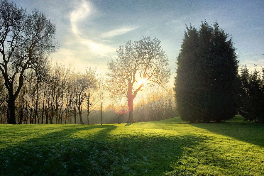 Dead Trees on Green Grass Sunset Photograph Print 100% Australian Made