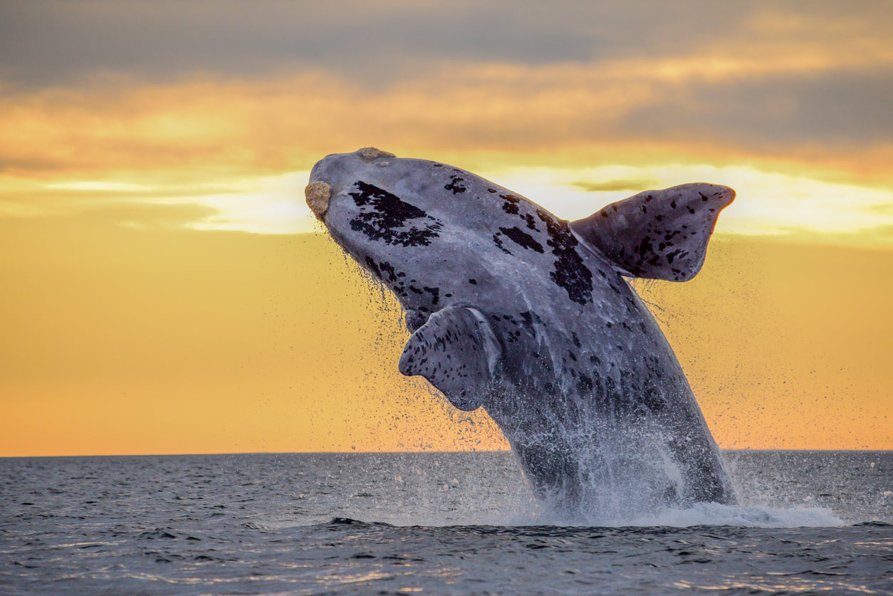 Humpback Whale Closeup Photograph Print 100% Australian Made