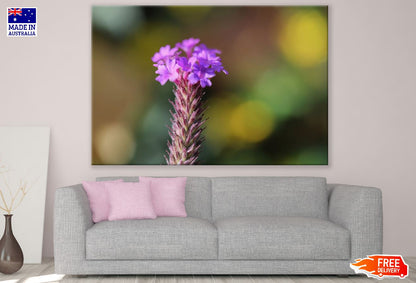 Purple Lance Verbena Flowers Photograph Print 100% Australian Made