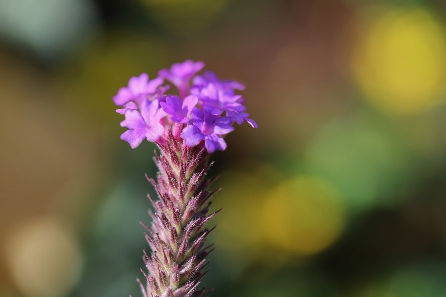 Purple Lance Verbena Flowers Photograph Print 100% Australian Made