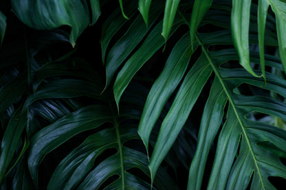 Tropical Dark Leaves Photograph Print 100% Australian Made