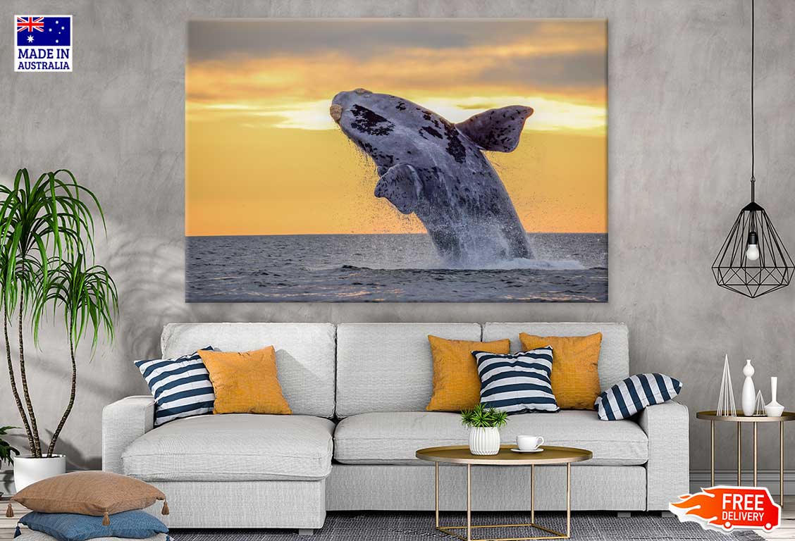 Humpback Whale Closeup Photograph Print 100% Australian Made