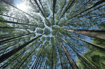 Long Trees Landscape Photograph Print 100% Australian Made