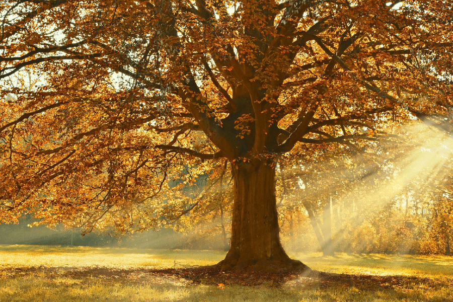 Autumn Tree Sunset Photograph Print 100% Australian Made