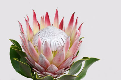 Wallpaper Murals Peel and Stick Removable Red Protea Flower High Quality