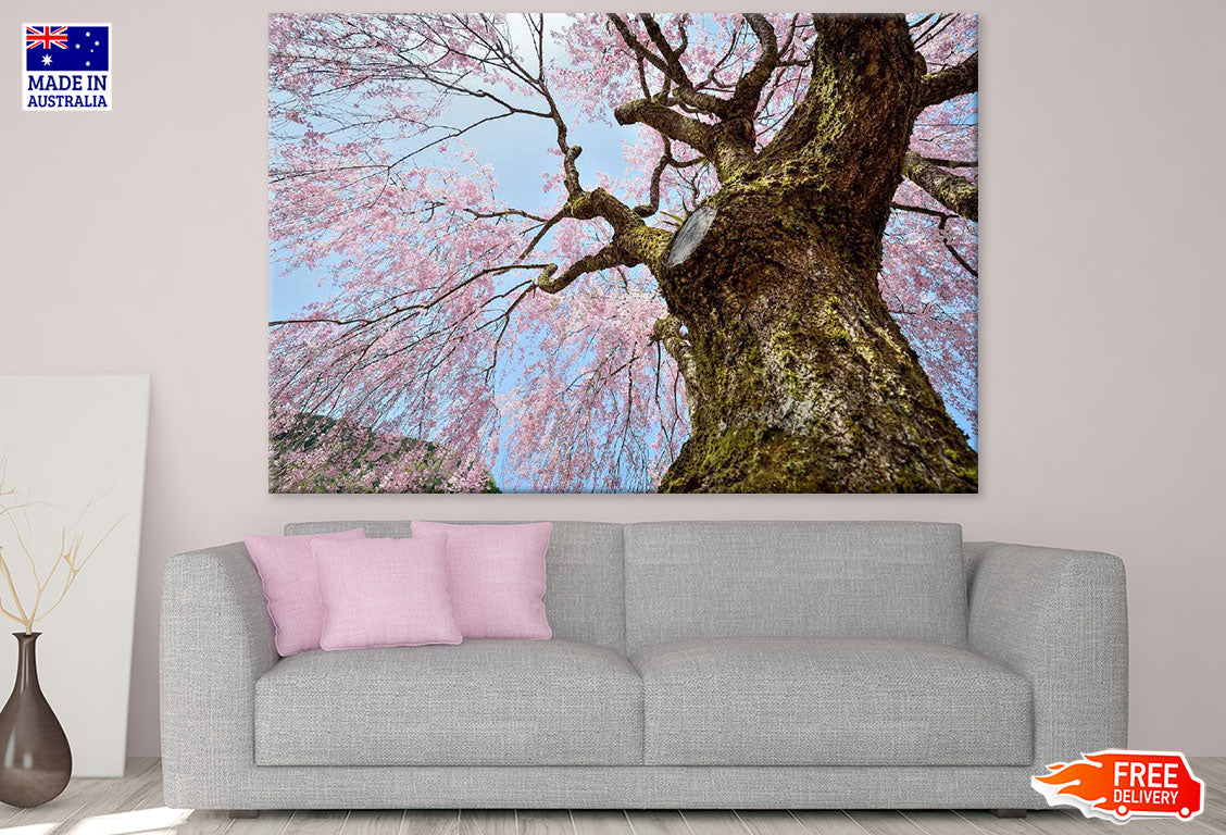 Cherry Blossom Tree Photograph Print 100% Australian Made