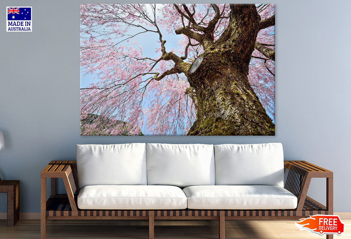 Cherry Blossom Tree Photograph Print 100% Australian Made