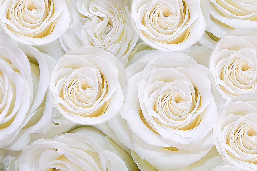 Pure White Roses View Photograph Print 100% Australian Made
