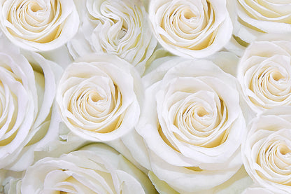 Pure White Roses View Photograph Print 100% Australian Made