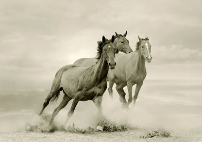 Running Horses B&W Photograph Home Decor Premium Quality Poster Print Choose Your Sizes