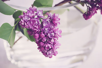 Purple Lilac Flowers Photograph Print 100% Australian Made