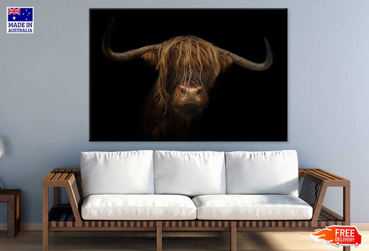 Bison on Dark Closeup Photograph Print 100% Australian Made