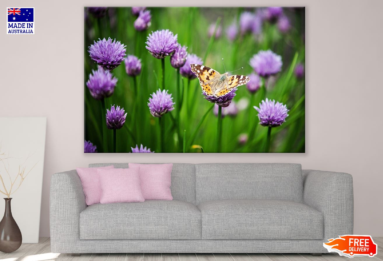 Butterfly on Alium Schoenoprasum Flowers Field Photograph Print 100% Australian Made