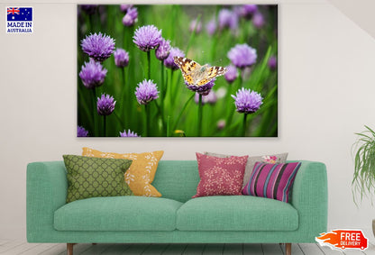 Butterfly on Alium Schoenoprasum Flowers Field Photograph Print 100% Australian Made