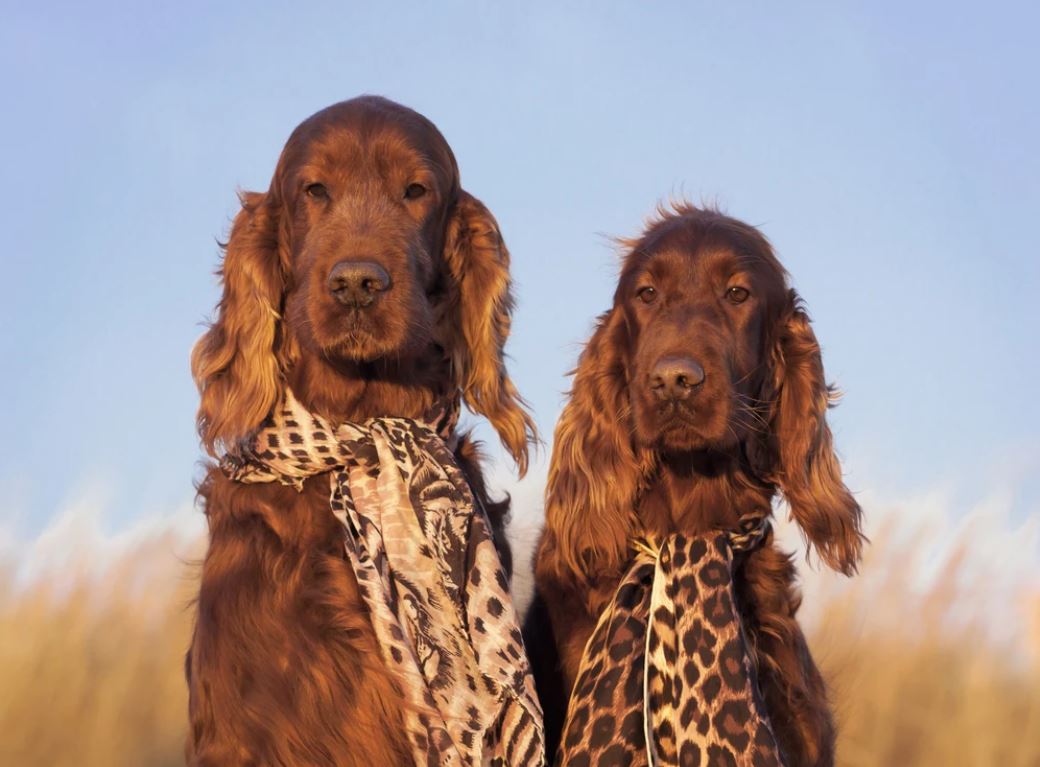 Dog Pair Portrait Photograph Home Decor Premium Quality Poster Print Choose Your Sizes