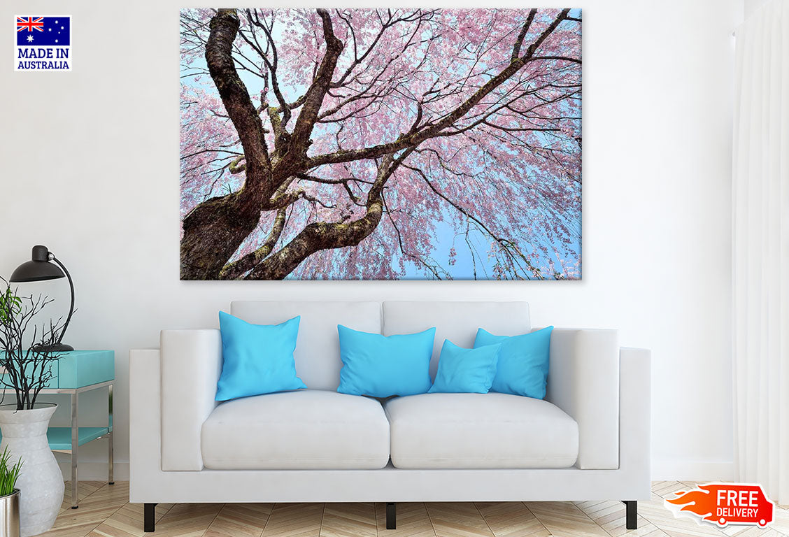 Cherry Blossom Tree Photograph Print 100% Australian Made