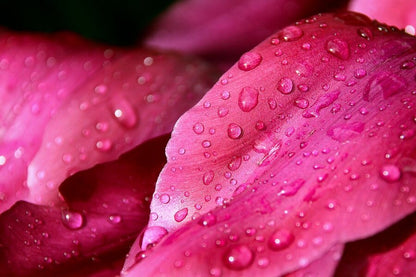 Pink Flower Petals with Water Drops Photograph Print 100% Australian Made