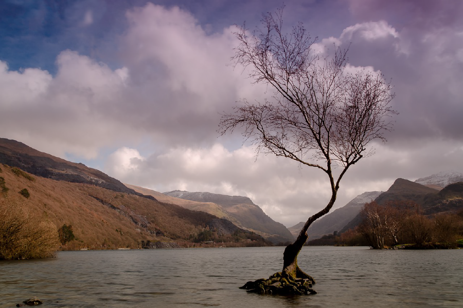 Dry Tree in Lake Photograph Print 100% Australian Made