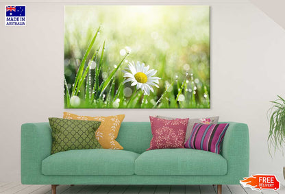 White Daisy Flower with Leaves Photograph Print 100% Australian Made