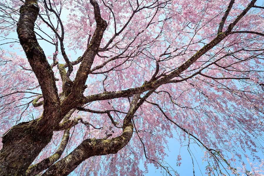 Cherry Blossom Tree Photograph Print 100% Australian Made