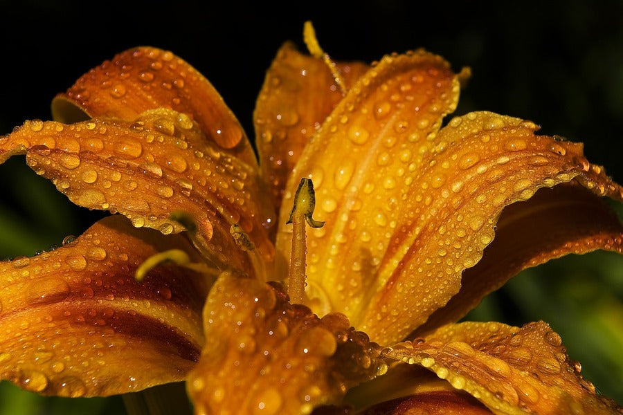 Orange Lily Flower Water Droplet Photograph Print 100% Australian Made