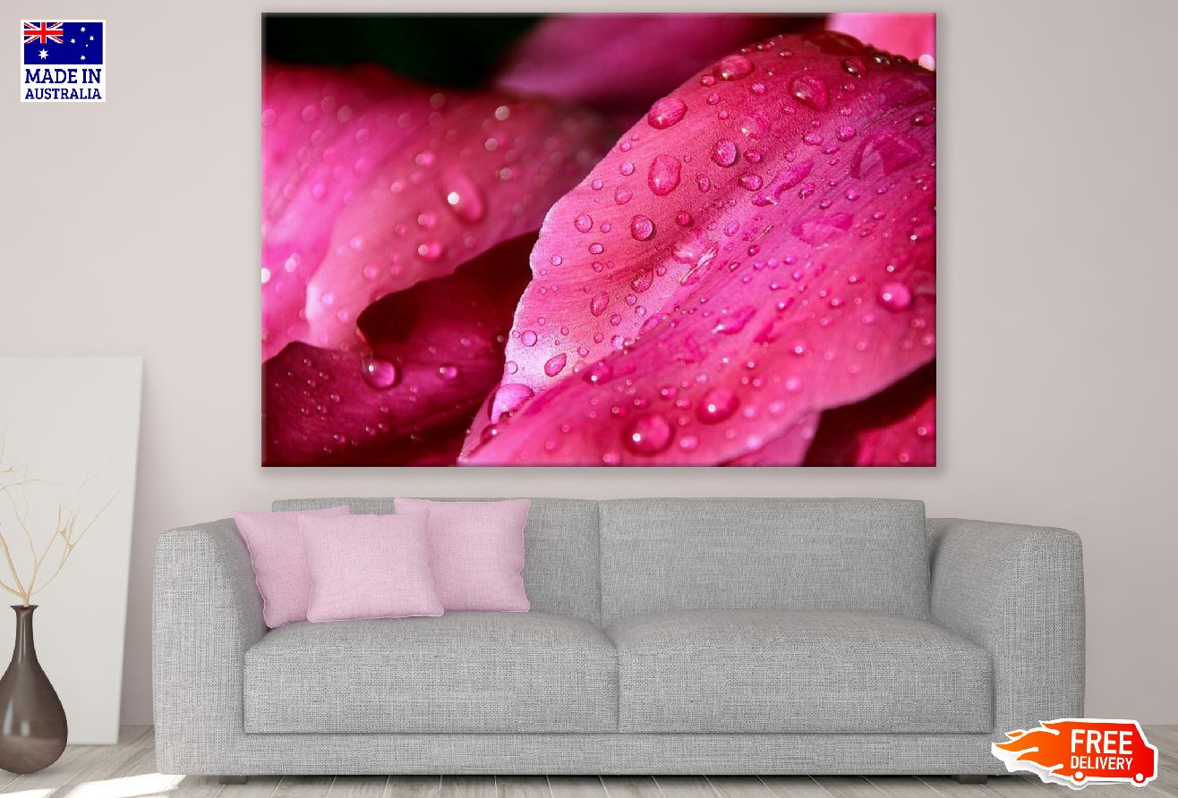 Pink Flower Petals with Water Drops Photograph Print 100% Australian Made