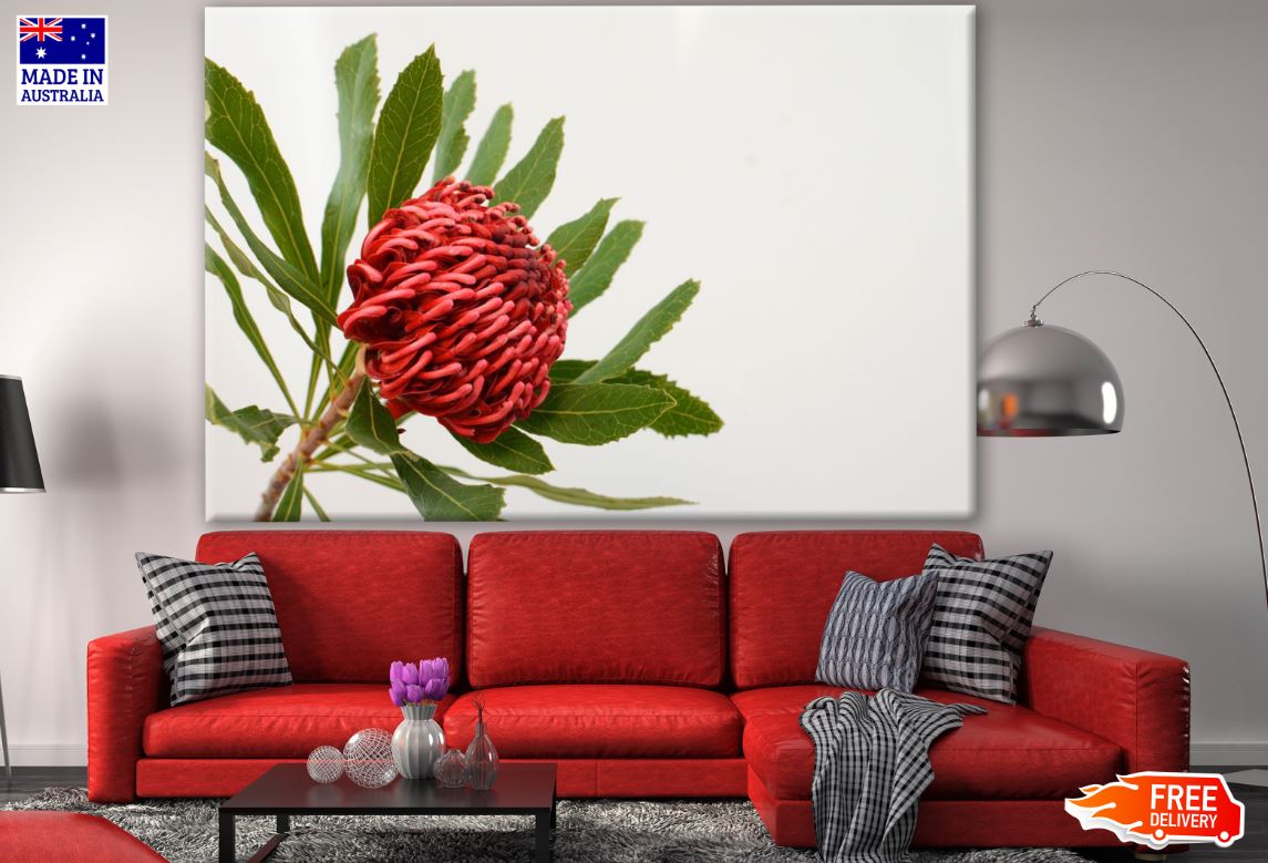 Red Waratah Flower Closeup Photograph Print 100% Australian Made
