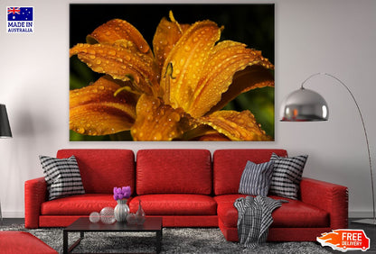 Orange Lily Flower Water Droplet Photograph Print 100% Australian Made