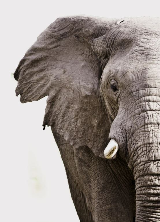 Elephant Portrait Photograph Home Decor Premium Quality Poster Print Choose Your Sizes