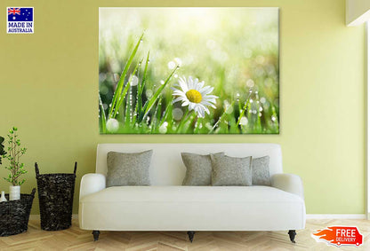 White Daisy Flower with Leaves Photograph Print 100% Australian Made