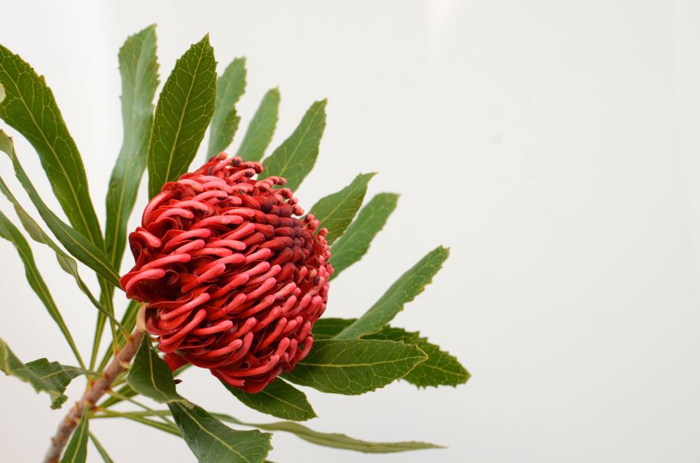 Wallpaper Murals Peel and Stick Removable Red Waratah Flower High Quality