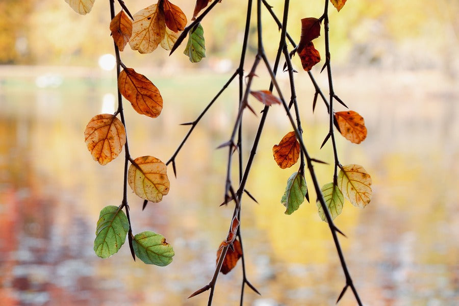 Autumn Tree Leaves Photograph Print 100% Australian Made