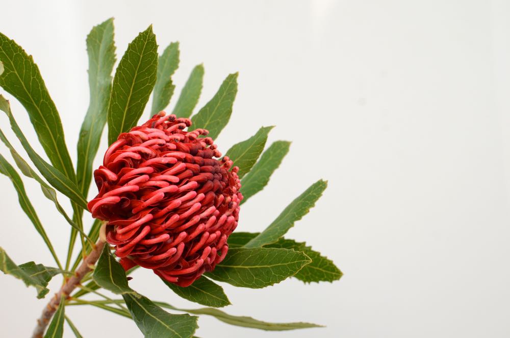 Red Waratah Flower Closeup Photograph Print 100% Australian Made